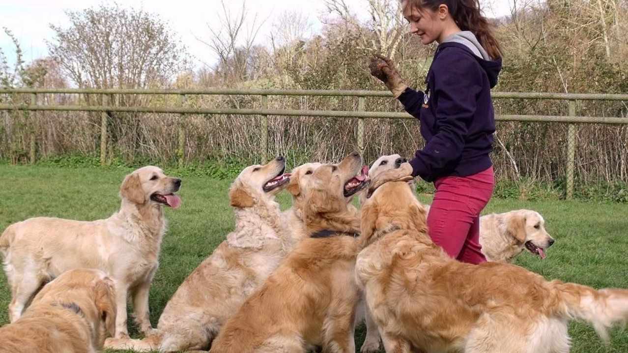 The Golden Retriever Experience - Featured Image - 1 The Golden Retriever Experience - Featured Image - 1