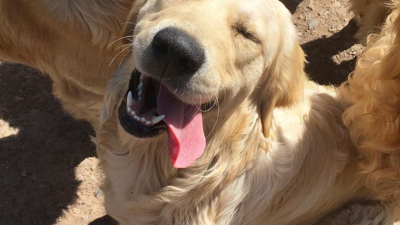 The Golden Retriever Experience - Featured Image - 2 The Golden Retriever Experience - Featured Image - 2