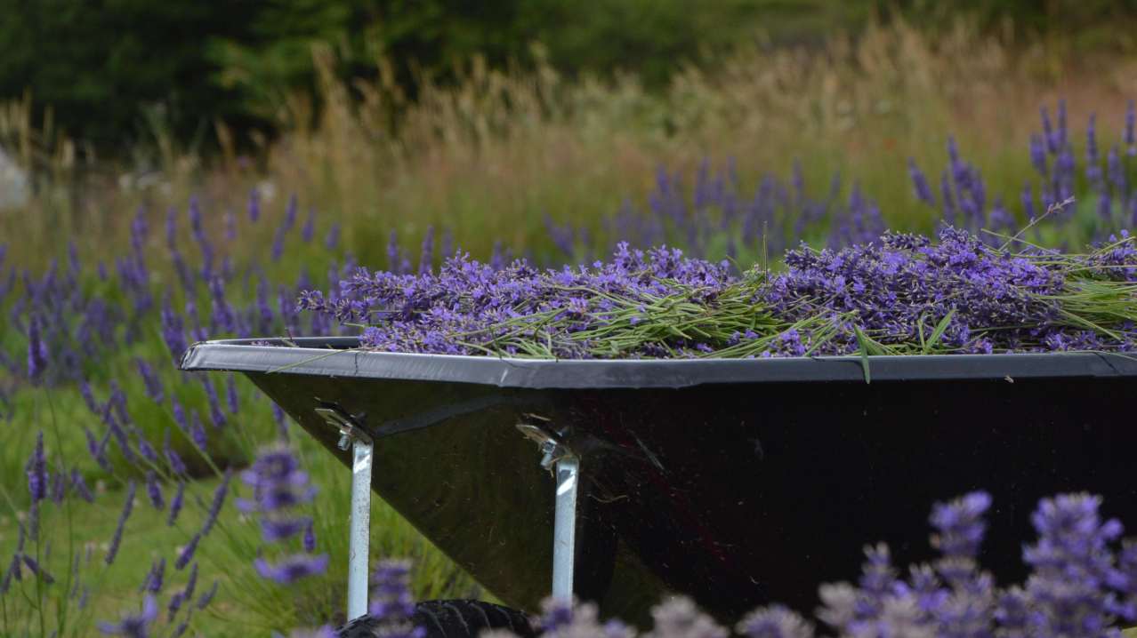 Welsh Lavender Ltd - Featured Image - 2 Welsh Lavender Ltd - Featured Image - 2