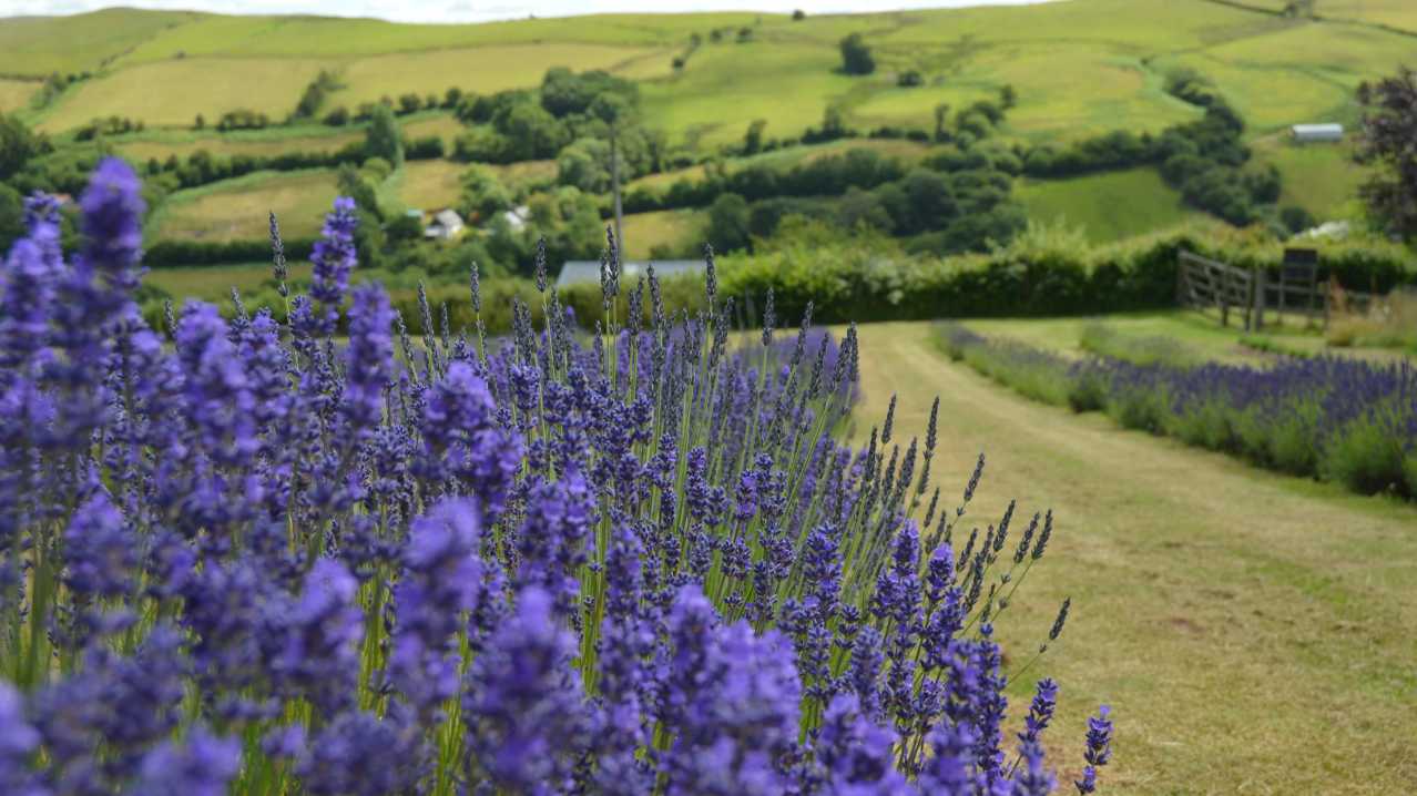 Welsh Lavender Ltd - Featured Image - 3 Welsh Lavender Ltd - Featured Image - 3