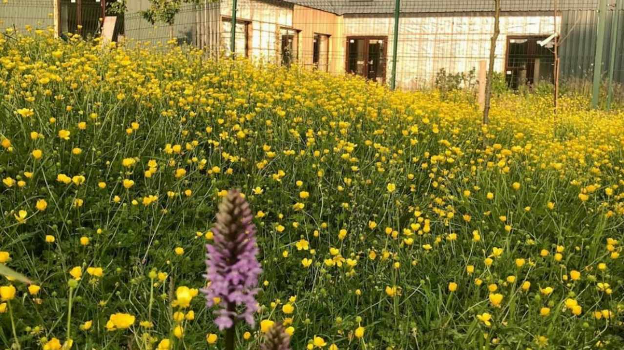 Bird Gardens Scotland CIC - Featured Image - 1 Bird Gardens Scotland CIC - Featured Image - 1