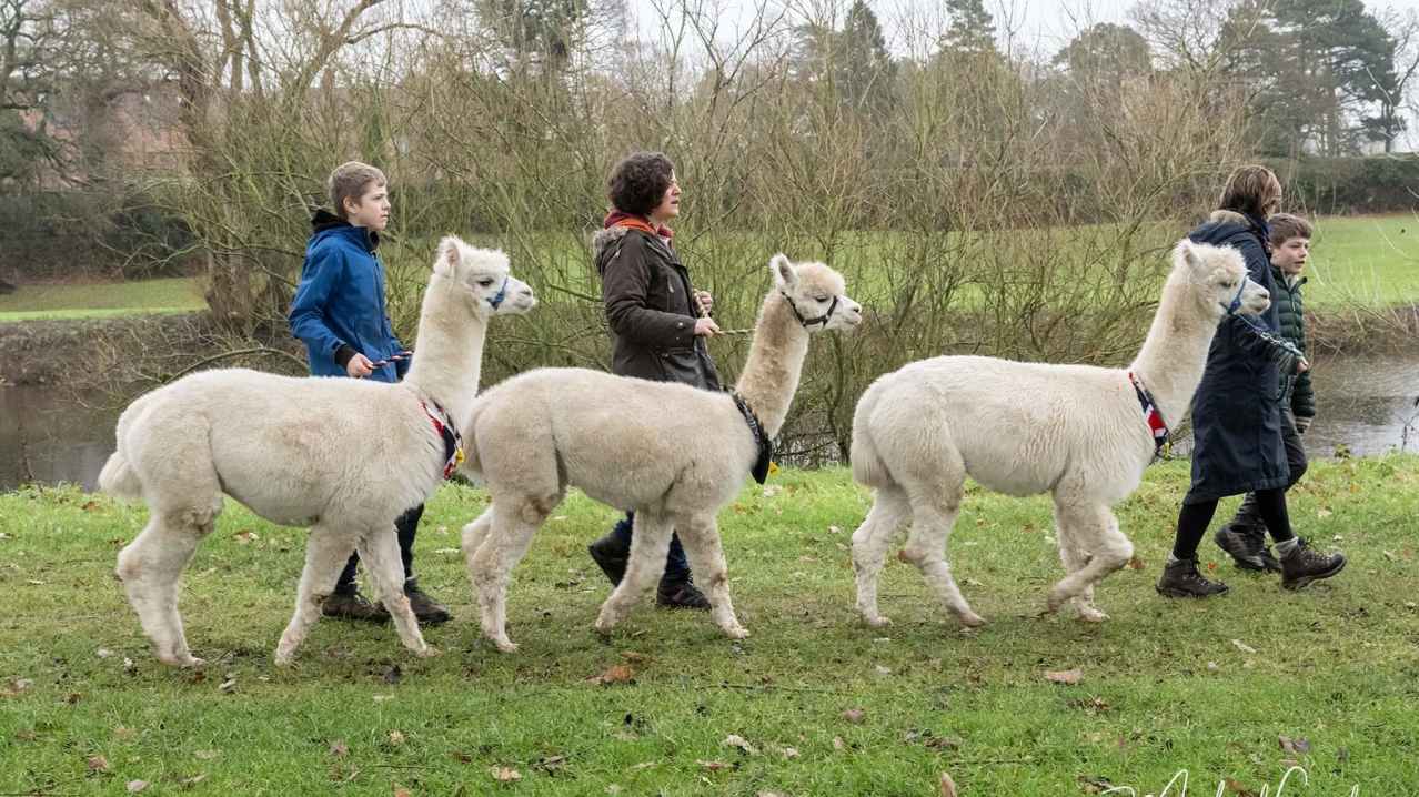 Joe's Alpaca Walks - North Yorkshire - Featured Image - 2 Joe's Alpaca Walks - North Yorkshire - Featured Image - 2