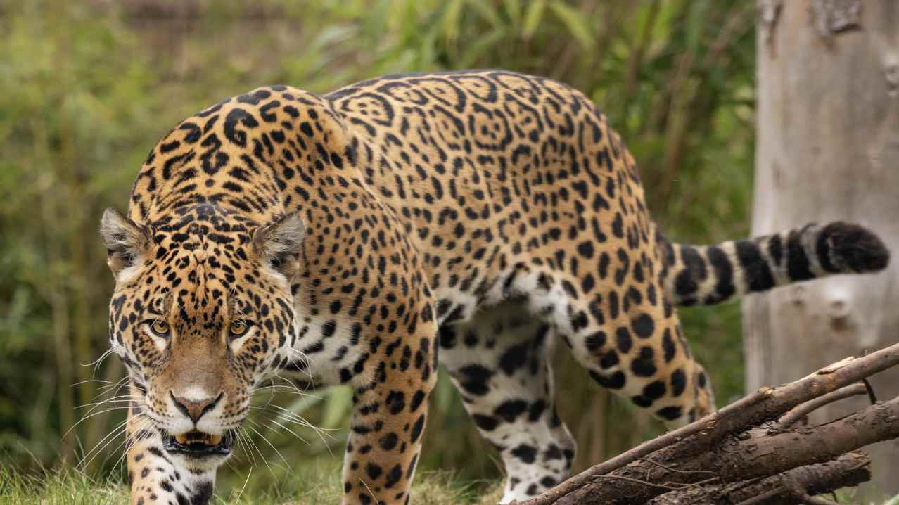 Hertfordshire Zoo (Previously Paradise Wildlife Park) - Featured Image - 2 Hertfordshire Zoo (Previously Paradise Wildlife Park) - Featured Image - 2