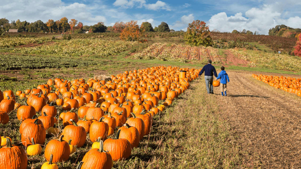 Pumpkin Picking at Church View Farm - Featured Image - 1 Pumpkin Picking at Church View Farm - Featured Image - 1