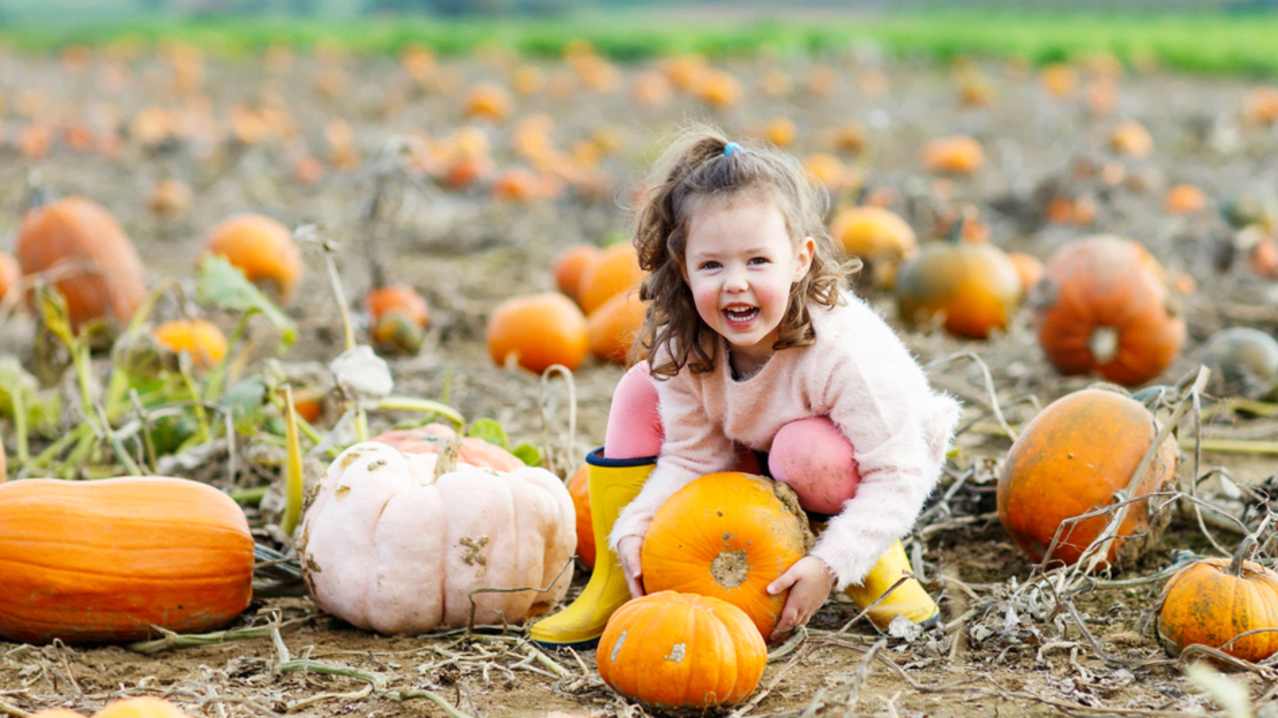 Cobbs Farm Pumpkins - Featured Image - 1 Cobbs Farm Pumpkins - Featured Image - 1