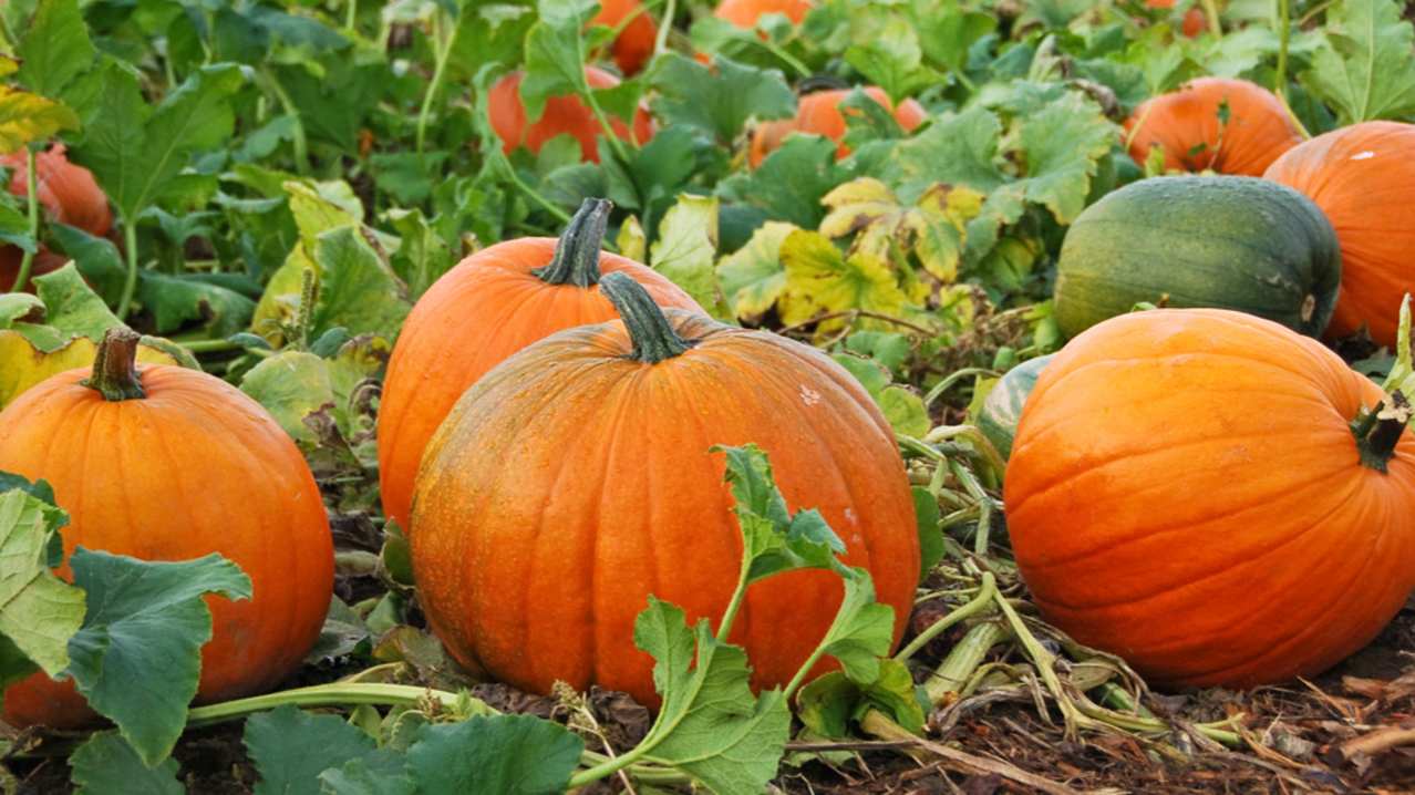 Cobbs Farm Pumpkins - Featured Image - 2 Cobbs Farm Pumpkins - Featured Image - 2