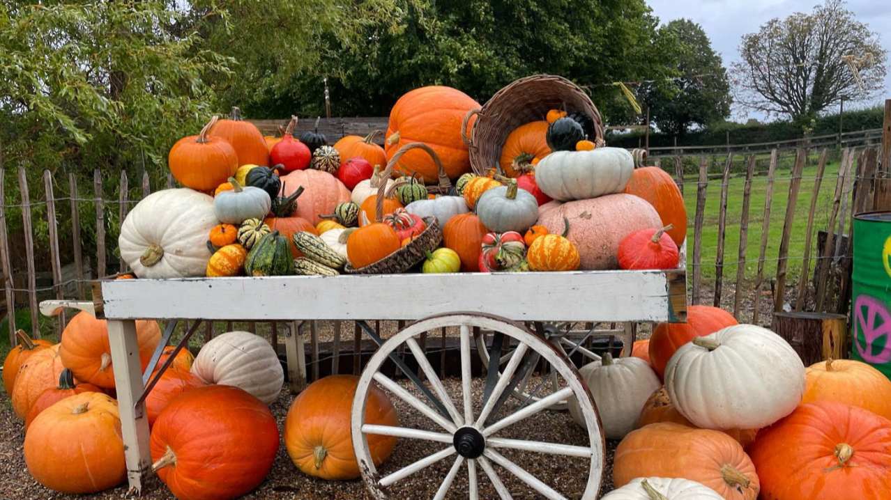 Pumpkin Picking at Crockford Bridge Farm - Featured Image - 1 Pumpkin Picking at Crockford Bridge Farm - Featured Image - 1