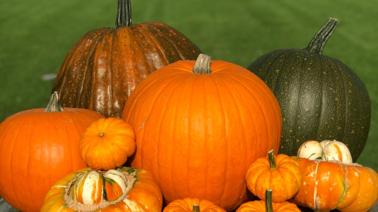 Cairnie Fruit Farm Pumpkin Patch - Featured Image - 2 Cairnie Fruit Farm Pumpkin Patch - Featured Image - 2