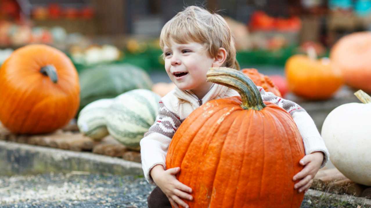 Laganvale Farm Pumpkin Days - Featured Image - 2 Laganvale Farm Pumpkin Days - Featured Image - 2