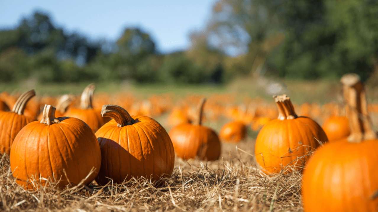 Saxby's Cider and Grange Farm Pick Your Own Pumpkins - Featured Image - 1