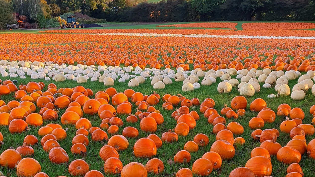 Pumpkin Picking at Maxeys Farm Shop - Featured Image - 1