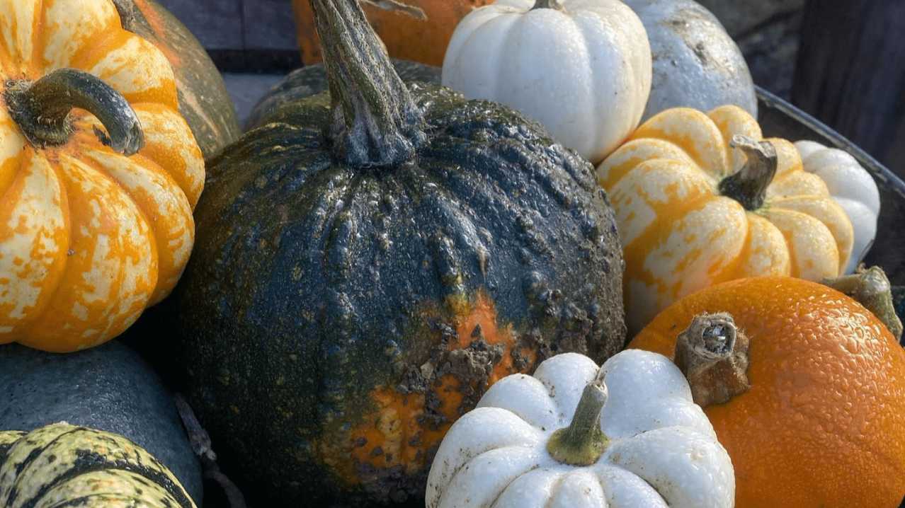 Saxby's Cider and Grange Farm Pick Your Own Pumpkins - Featured Image - 3
