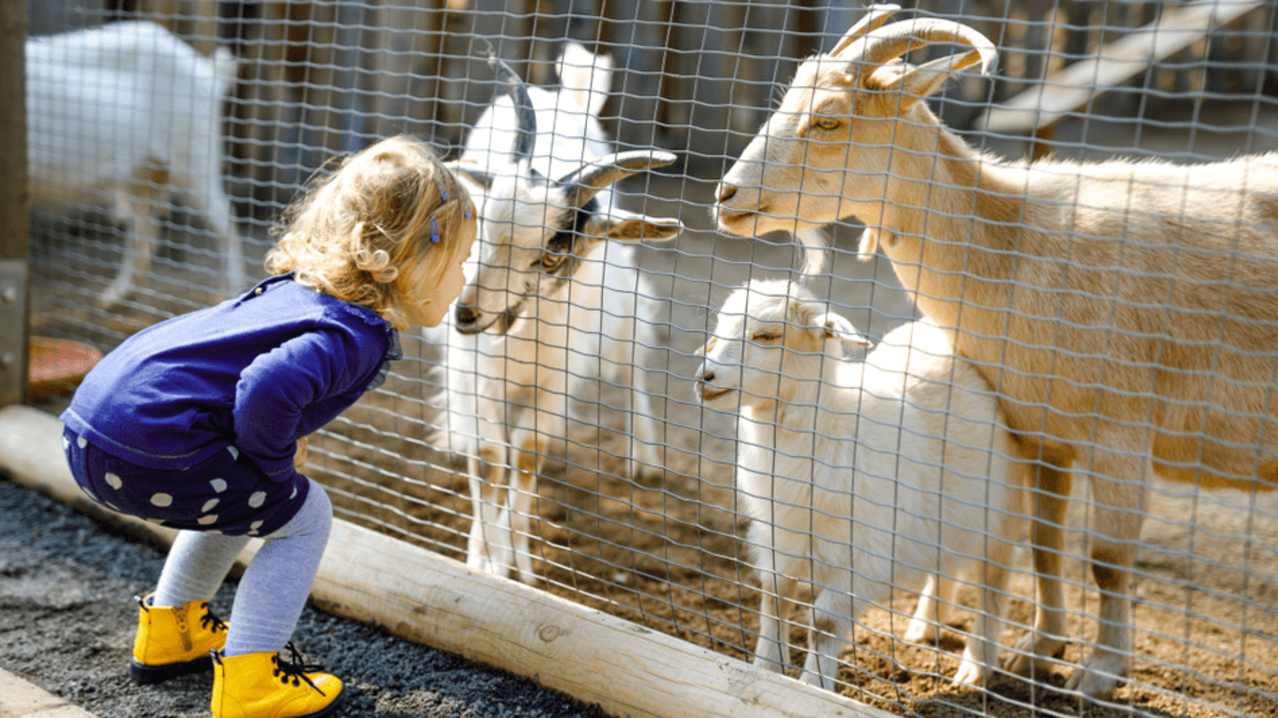 Raglan Farm Park - Featured Image - 1