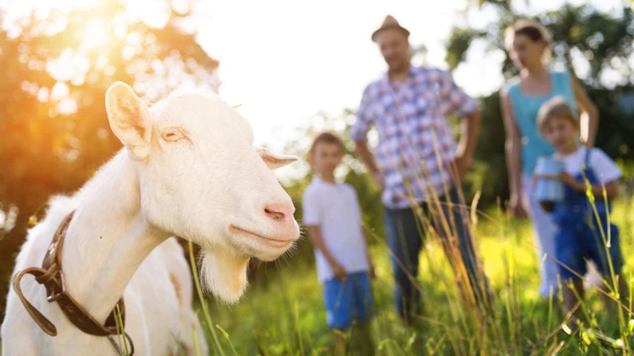 Raglan Farm Park - Featured Image - 2