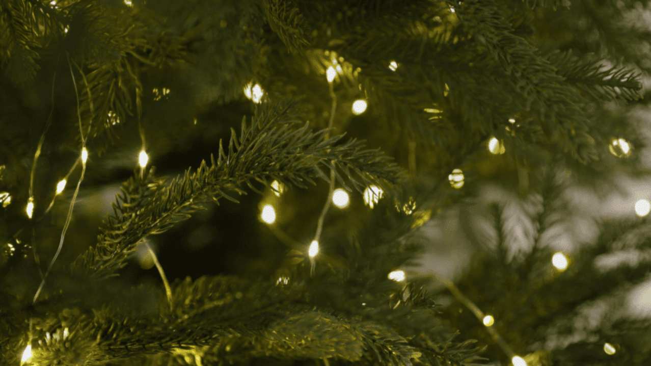 Nene Park Winter Festival - Featured Image - 3
