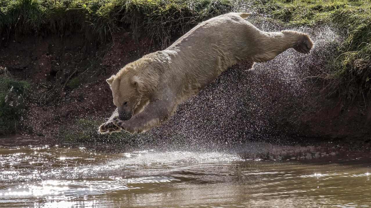 Yorkshire Wildlife Park - Featured Image - 1 Yorkshire Wildlife Park - Featured Image - 1