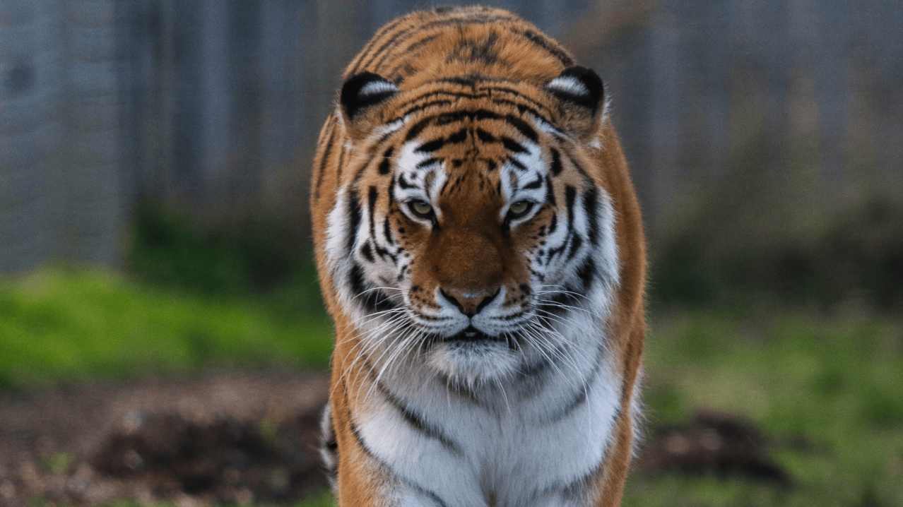 Yorkshire Wildlife Park - Featured Image - 3 Yorkshire Wildlife Park - Featured Image - 3