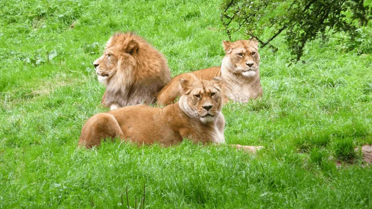 Belfast Zoo - Featured Image - 3