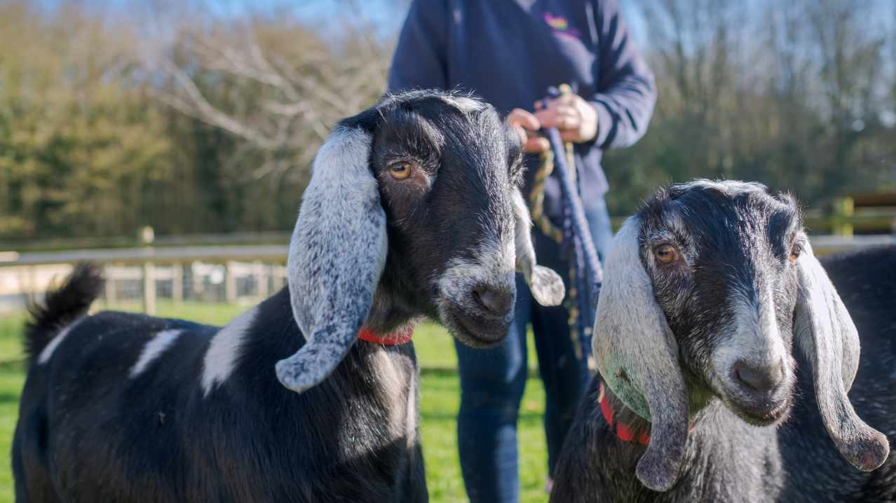 Rare Breeds Centre - Featured Image - 5 Rare Breeds Centre - Featured Image - 5