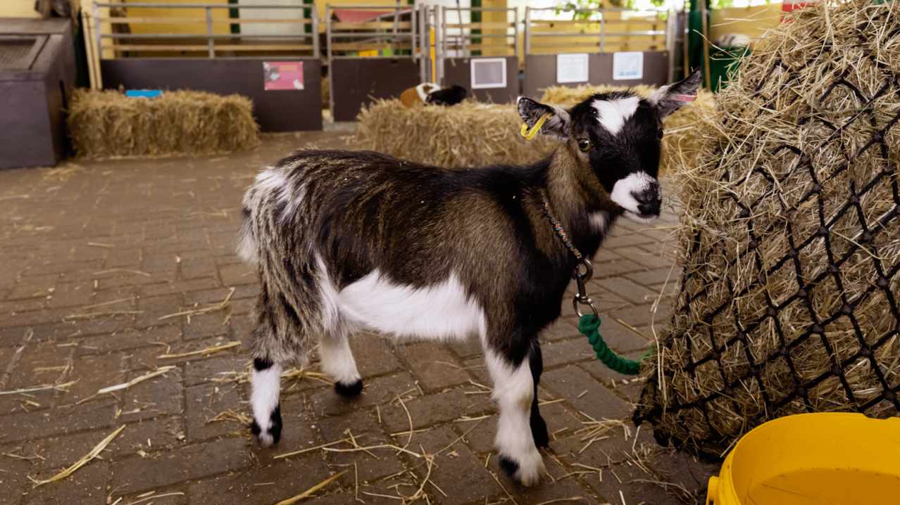 Rare Breeds Centre - Featured Image - 6 Rare Breeds Centre - Featured Image - 6