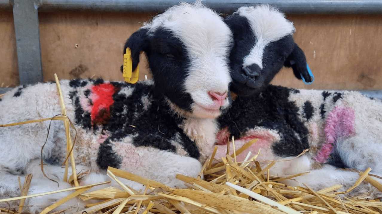 Rare Breeds Centre - Featured Image - 7 Rare Breeds Centre - Featured Image - 7