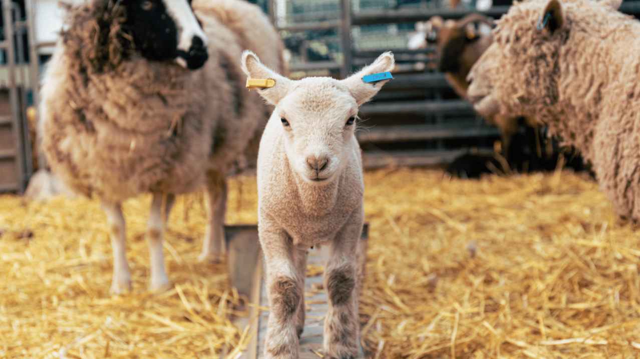 Rare Breeds Centre - Featured Image - 10 Rare Breeds Centre - Featured Image - 10