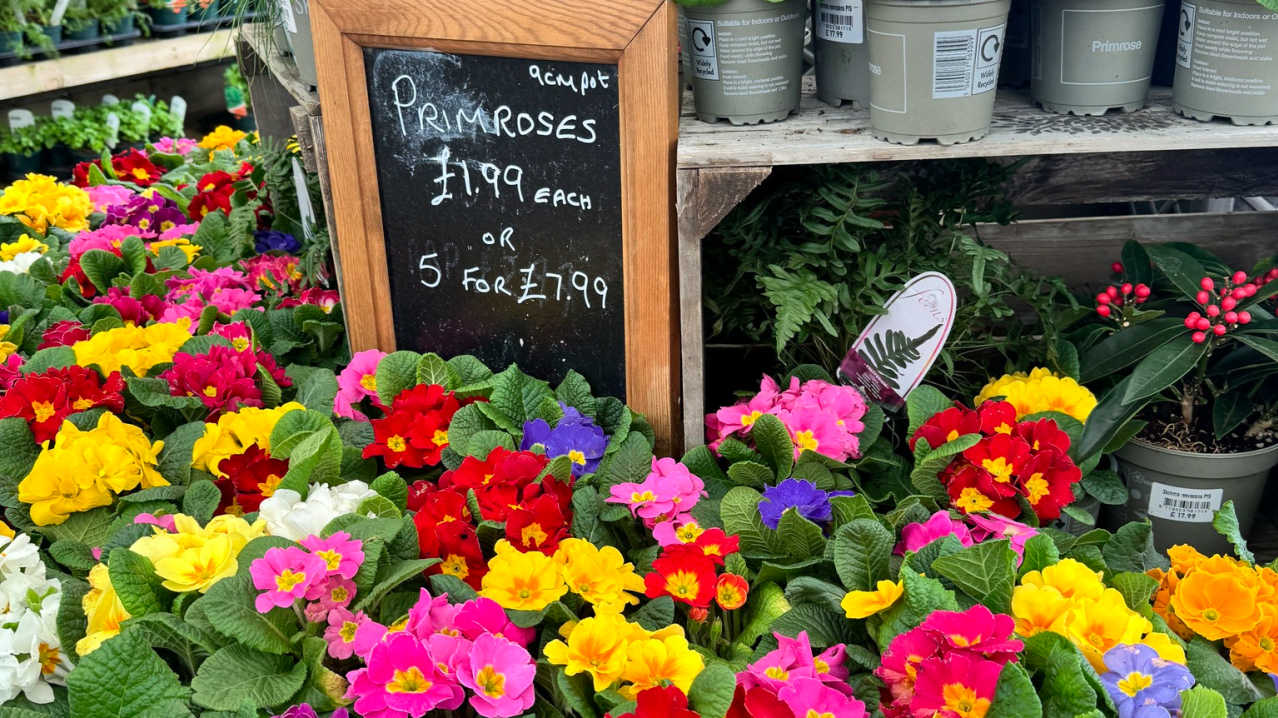 Whitehall Garden Centre - Featured Image - 1 Whitehall Garden Centre - Featured Image - 1