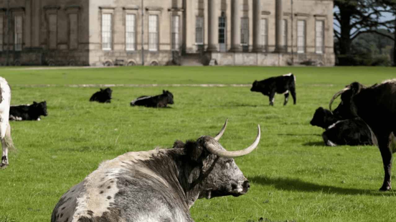 National Trust Attingham Park - Featured Image - 3