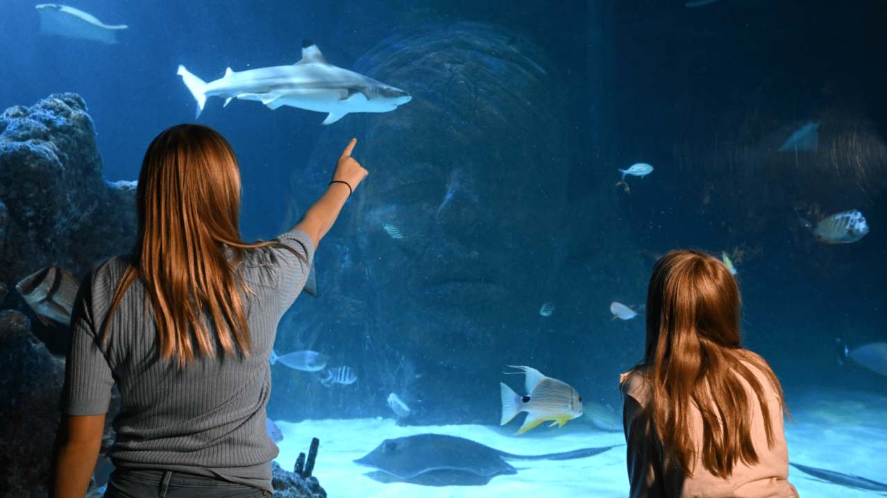 SEA LIFE Manchester - Featured Image - 6 SEA LIFE Manchester - Featured Image - 6