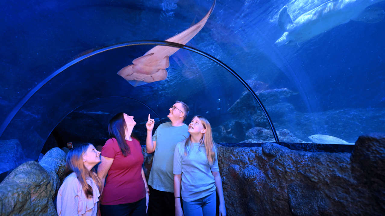 SEA LIFE Manchester - Featured Image - 8 SEA LIFE Manchester - Featured Image - 8