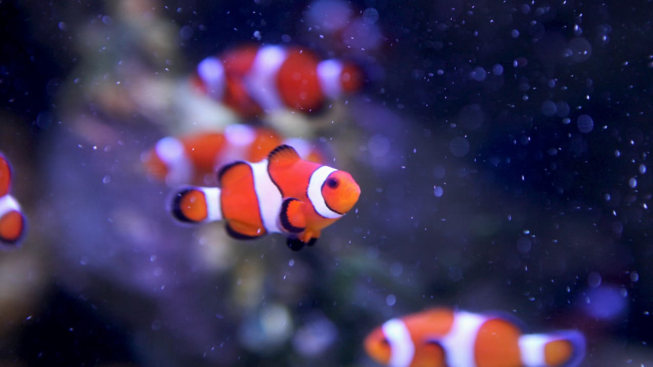 SEA LIFE Blackpool - Featured Image - 4 SEA LIFE Blackpool - Featured Image - 4