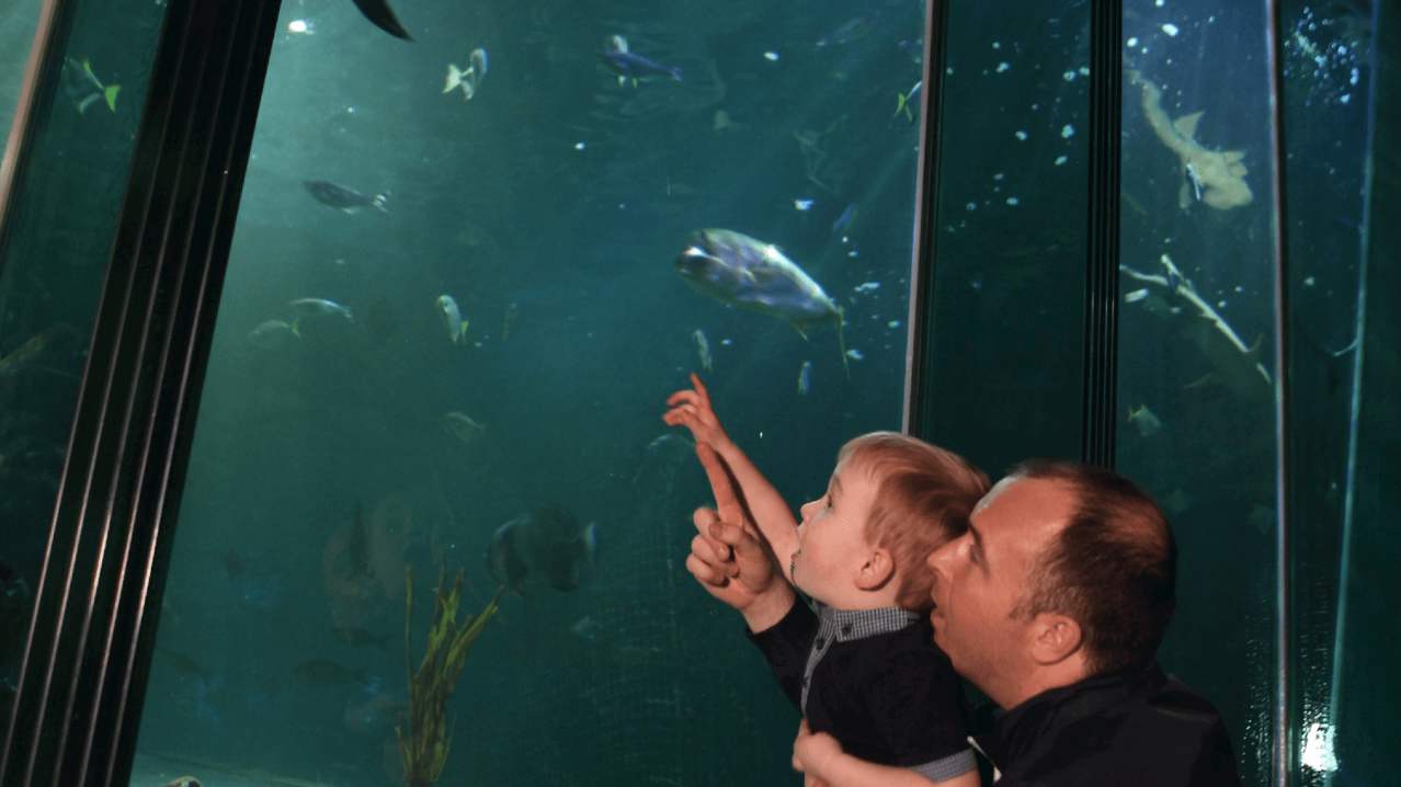 SEA LIFE Blackpool - Featured Image - 10 SEA LIFE Blackpool - Featured Image - 10