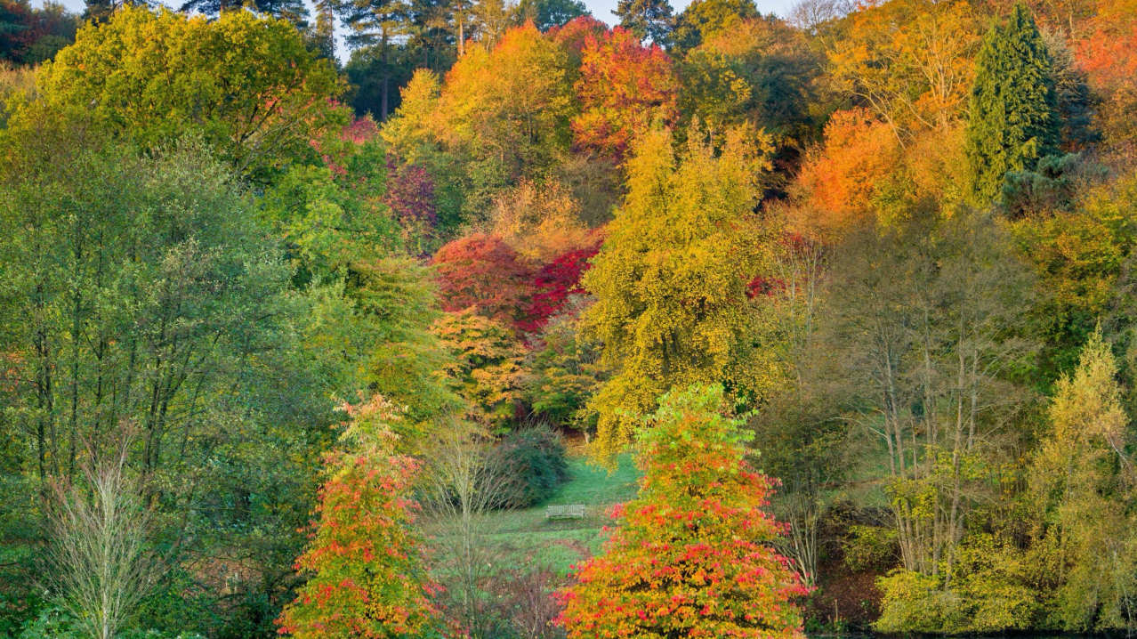 Winkworth Arboretum - National Trust - Featured Image - 1