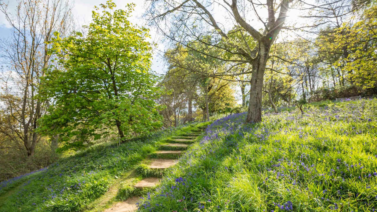 Winkworth Arboretum - National Trust - Featured Image - 2