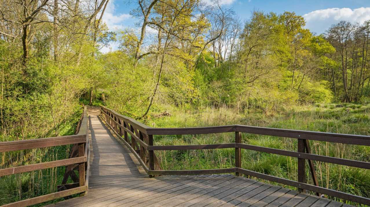 Winkworth Arboretum - National Trust - Featured Image - 3