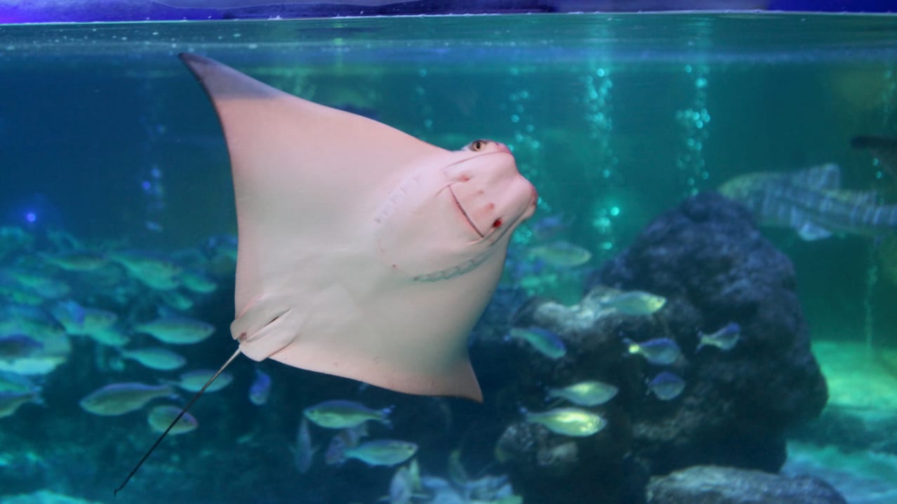 SEA LIFE Blackpool - Featured Image - 7 SEA LIFE Blackpool - Featured Image - 7