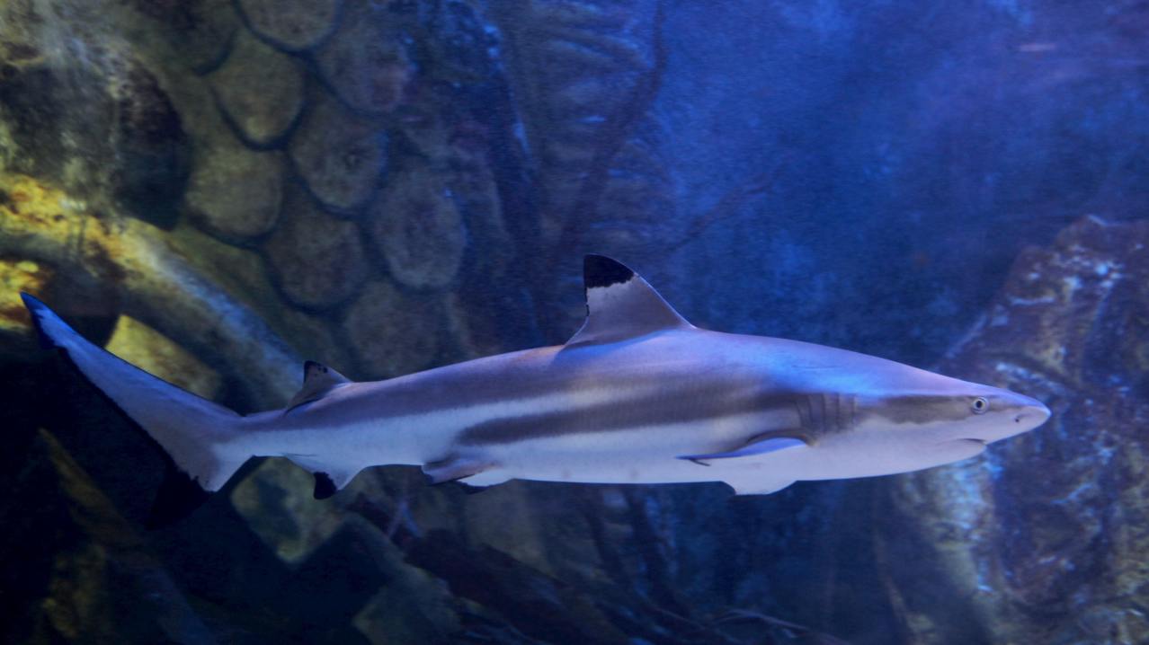 SEA LIFE Blackpool - Featured Image - 8 SEA LIFE Blackpool - Featured Image - 8