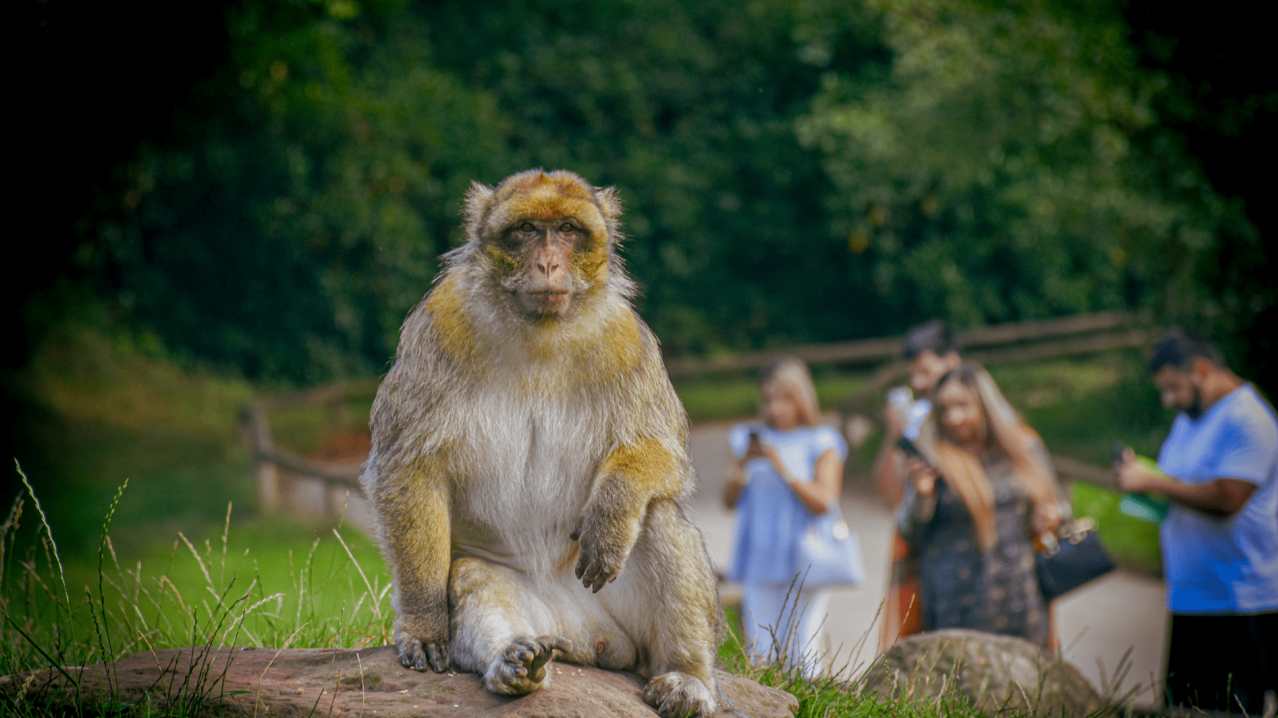 Trentham Monkey Forest - Featured Image - 6