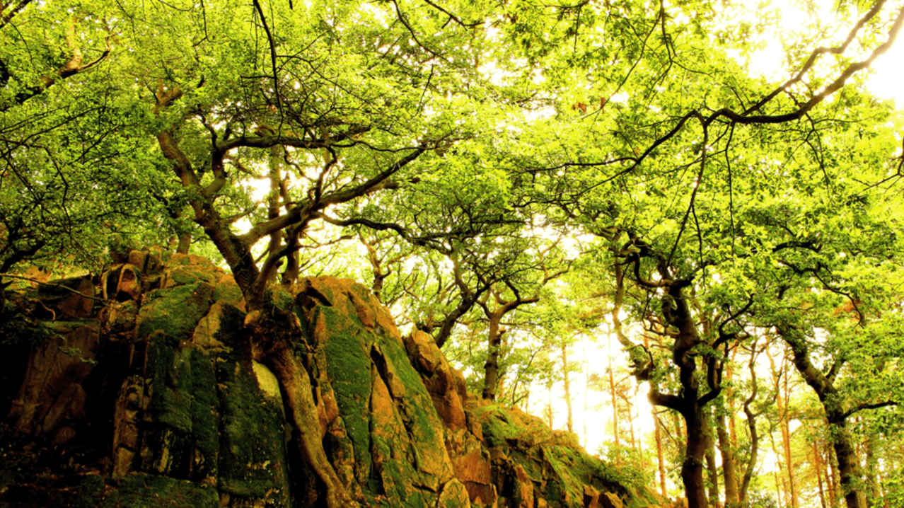 Charnwood Forest Leicestershire - Featured Image - 2 Charnwood Forest Leicestershire - Featured Image - 2