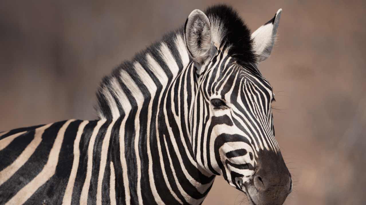 Africa Alive! - Featured Image - 1 Africa Alive! - Featured Image - 1