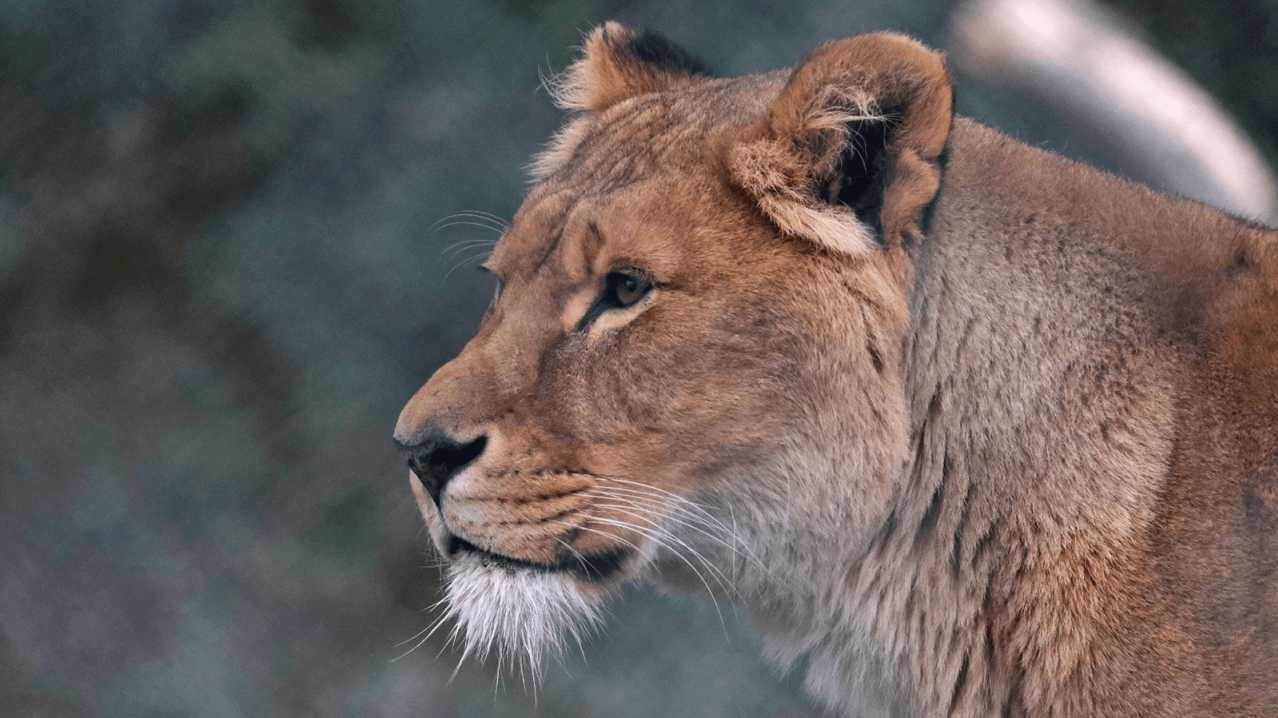 Africa Alive! - Featured Image - 3 Africa Alive! - Featured Image - 3