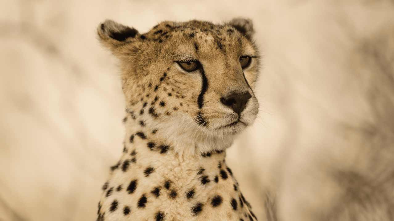 Africa Alive! - Featured Image - 5 Africa Alive! - Featured Image - 5