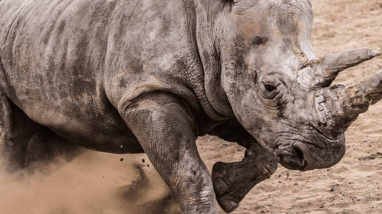 Africa Alive! - Featured Image - 9 Africa Alive! - Featured Image - 9