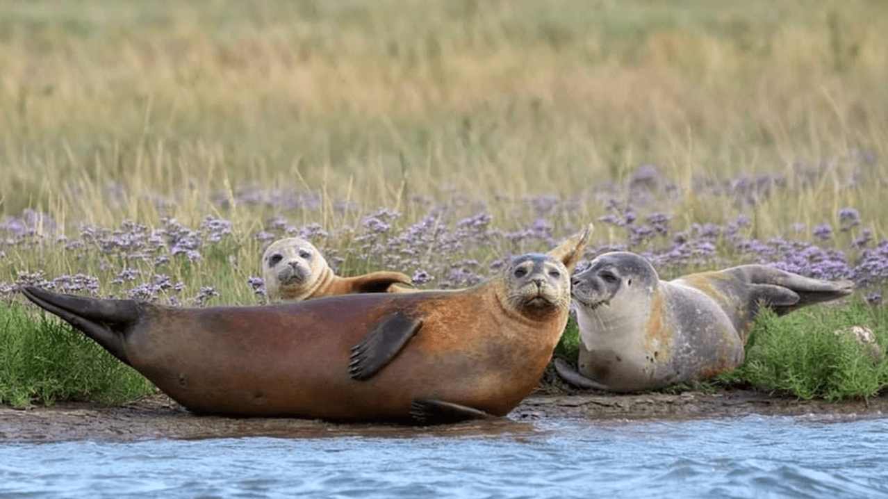 Seal Watching Harwich - Featured Image - 1 Seal Watching Harwich - Featured Image - 1