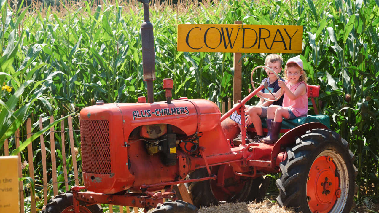 Cowdray's Maize Maze - Featured Image - 2 Cowdray's Maize Maze - Featured Image - 2