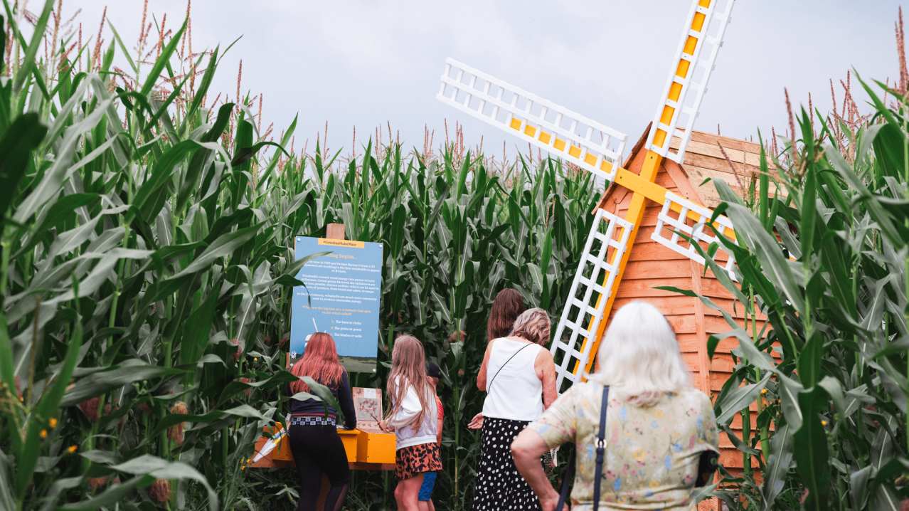 Cowdray's Maize Maze - Featured Image - 6 Cowdray's Maize Maze - Featured Image - 6