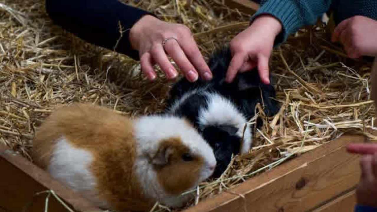 Hogshaw Farm & Wildlife Park - Featured Image - 5