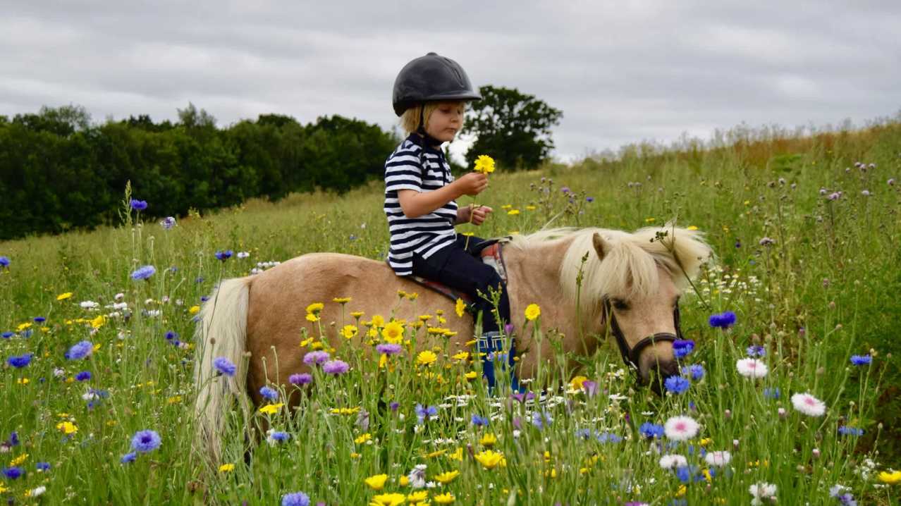 Shetland Pony Club - Featured Image - 4