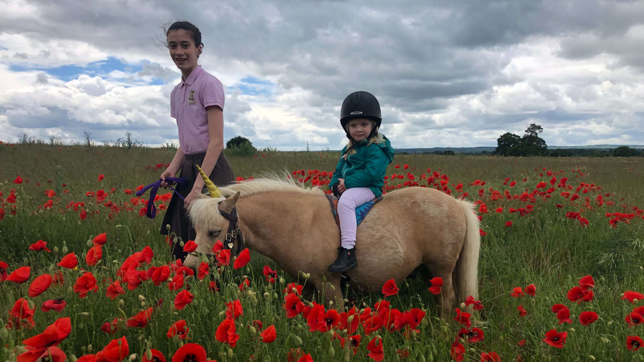 Shetland Pony Club - Featured Image - 5