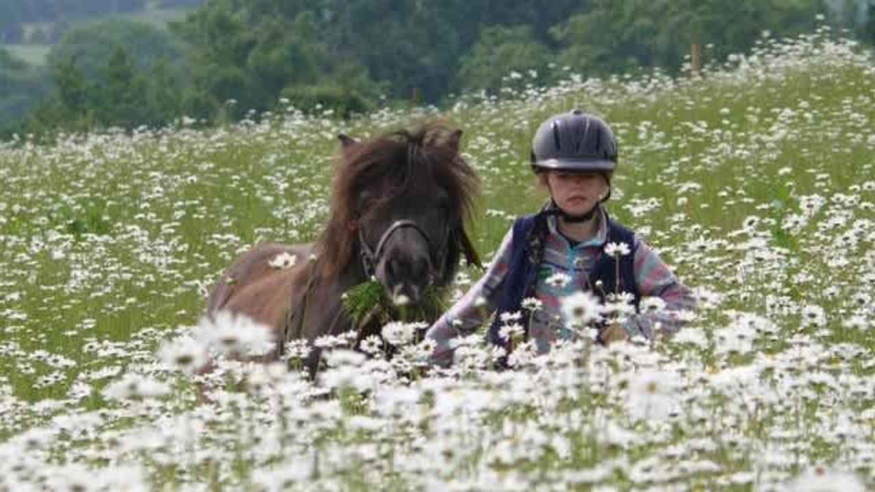 Shetland Pony Club - Featured Image - 11